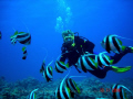 Gulf of Aqaba 